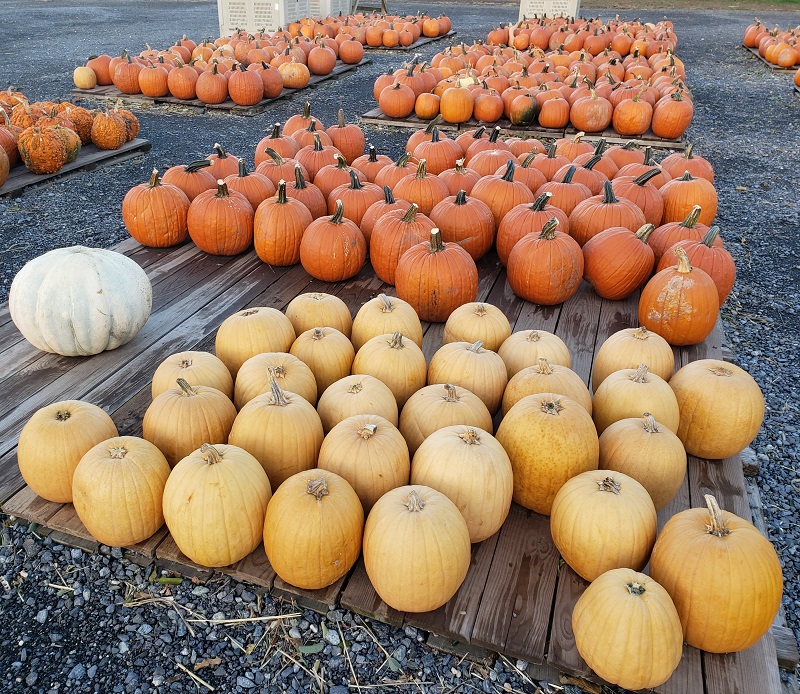 pumpkins